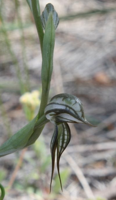 Pterostylis picta, photographed by Margaret Langley