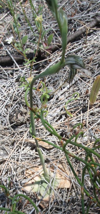 Pterostylis picta, photographed by Margaret Langley
