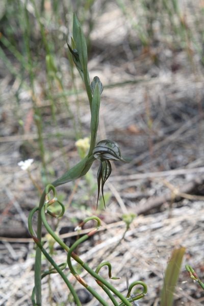 Pterostylis picta, photographed by Margaret Langley