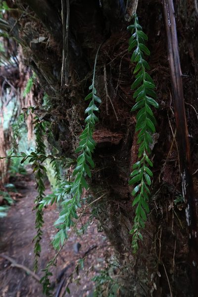 Tmesipteris obliqua, photographed by Cowirrie