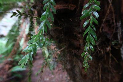 Tmesipteris obliqua, photographed by Cowirrie