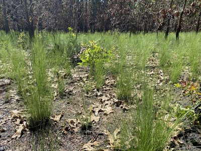 Aristida stricta, photographed by Alan Weakley