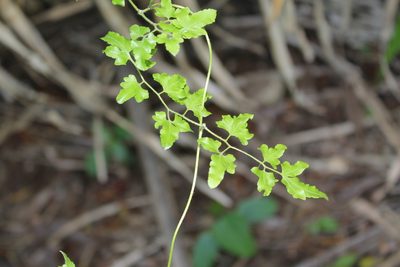 Lygodium venustum, photographed by Viacheslav Shalisko