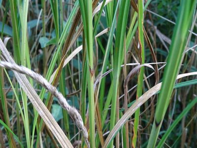Carex trichocarpa, photographed by Reuven Martin