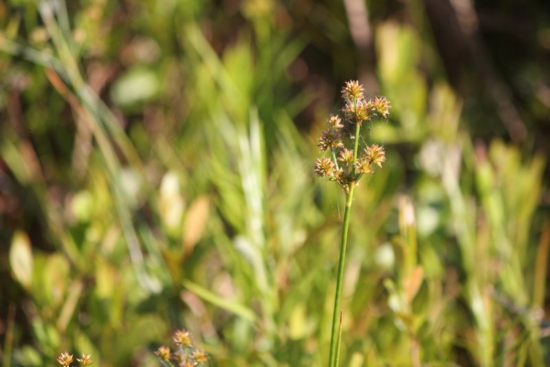 Juncus canadensis, photographed by Quinten Wiegersma
