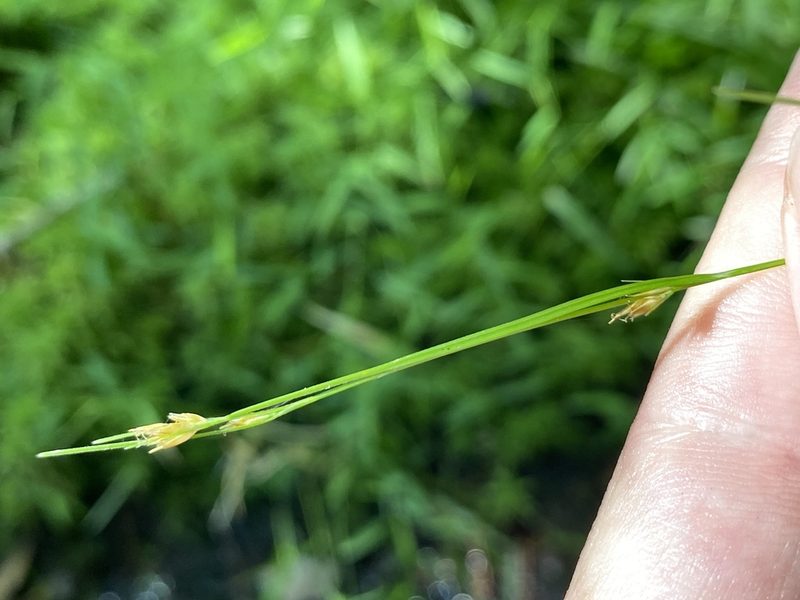 Rhynchospora leptocarpa, photographed by Alan Weakley