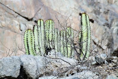 Neoraimondia arequipensis, photographed by capacoscar