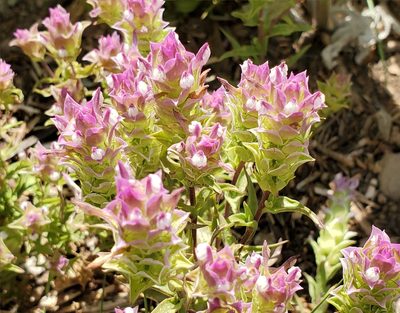 Orthocarpus cuspidatus, photographed by Mary Grim