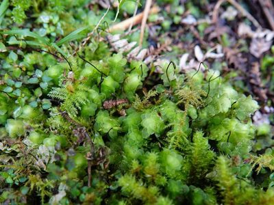 Achrophyllum quadrifarium, photographed by Jacqui Geux