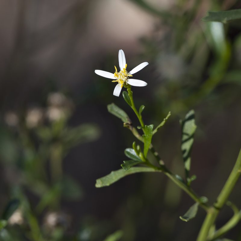 Olearia decurrens, photographed by Kym Nicolson