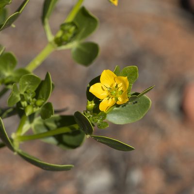 Roepera apiculata, photographed by Kym Nicolson