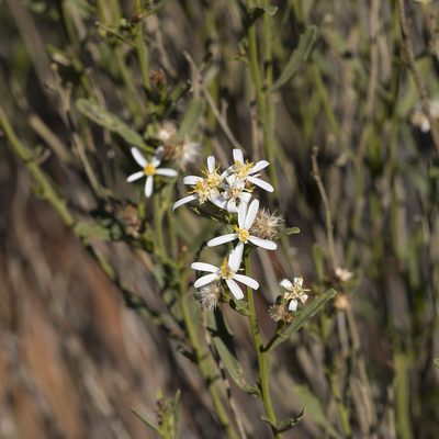 Olearia decurrens, photographed by Kym Nicolson
