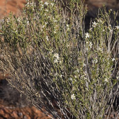 Olearia decurrens, photographed by Kym Nicolson