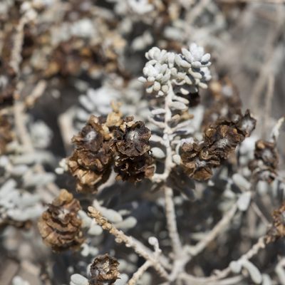Maireana sedifolia, photographed by Kym Nicolson