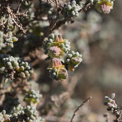 Maireana pyramidata, photographed by Kym Nicolson