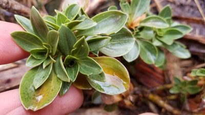 Gentianella impressinervia, photographed by Brett Sandford
