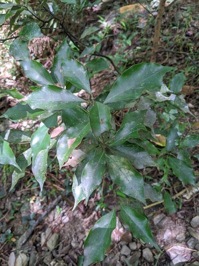 Cinnamomum philippinense, photographed by Cheng-Te Hsu