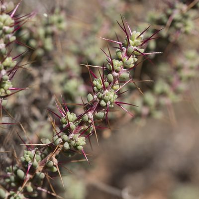Sclerolaena brevifolia, photographed by Kym Nicolson