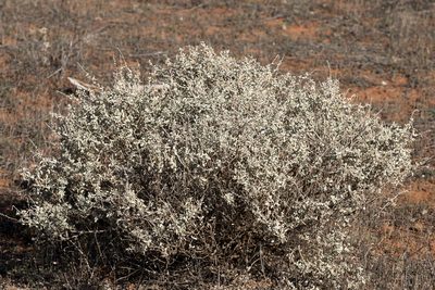 Atriplex stipitata, photographed by Kym Nicolson