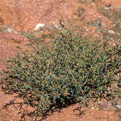 Euphorbia tannensis, photographed by Kym Nicolson