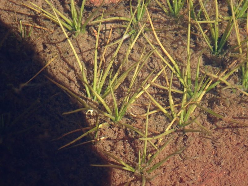 Isoetes echinospora, photographed by Randal