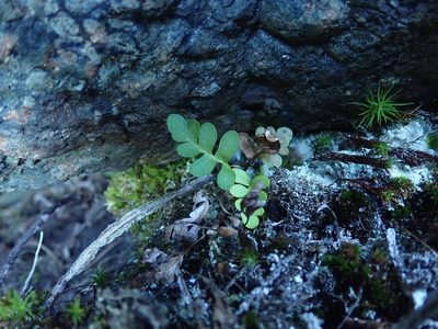 Polypodium amorphum, photographed by Randal