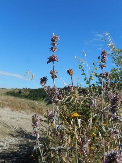 Stachys thirkei, photographed by Luca Fornasari