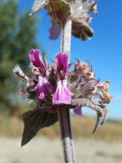 Stachys thirkei, photographed by Luca Fornasari