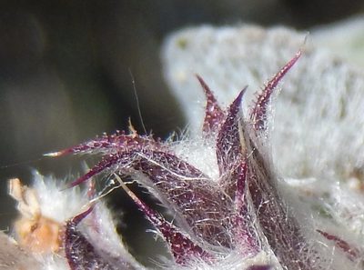 Stachys thirkei, photographed by Luca Fornasari