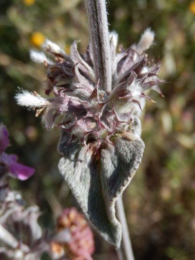 Stachys thirkei, photographed by Luca Fornasari