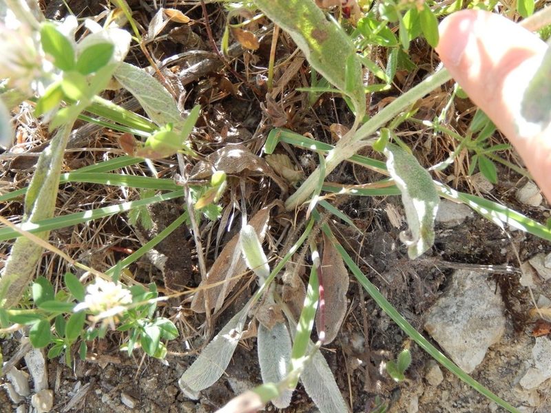 Stachys thirkei, photographed by Luca Fornasari