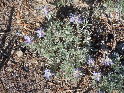 Lupinus breweri, photographed by Jim Dreier