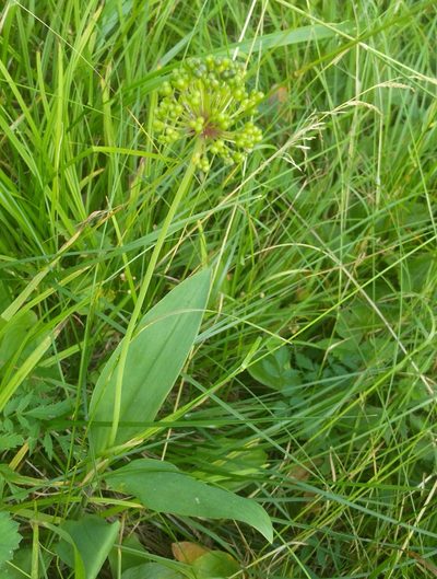 Allium microdictyon, photographed by Юлия