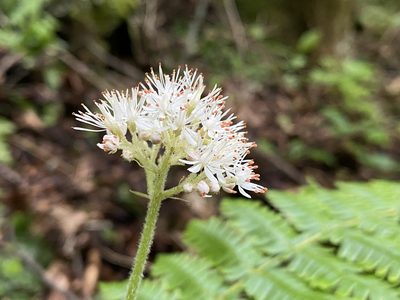 Micranthes manchuriensis, photographed by Nadezhda Bortnikova