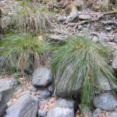 Carex nudata, photographed by Daniel Levitis