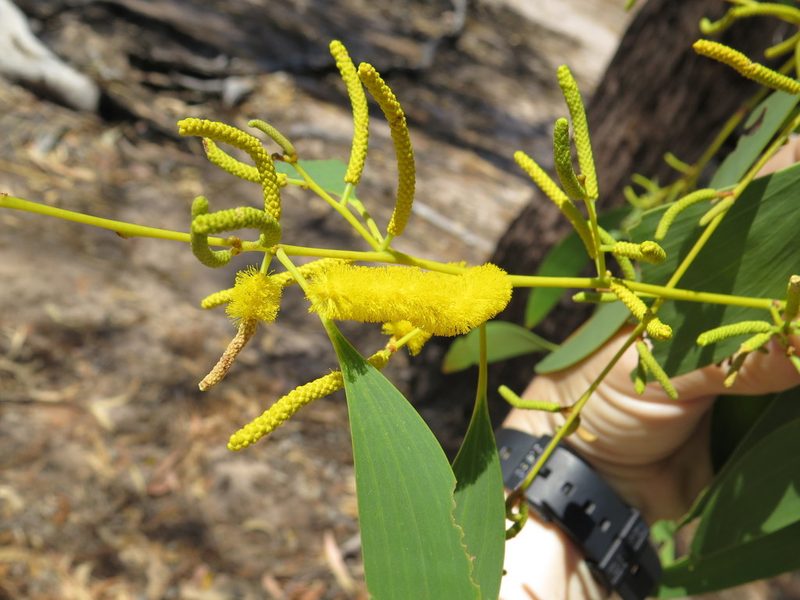Acacia difficilis, photographed by Nina Lester Finley
