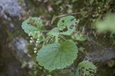 Boykinia rotundifolia, photographed by Diego Blanco