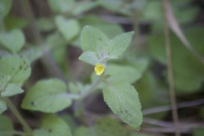 Erythranthe floribunda, photographed by Diego Blanco