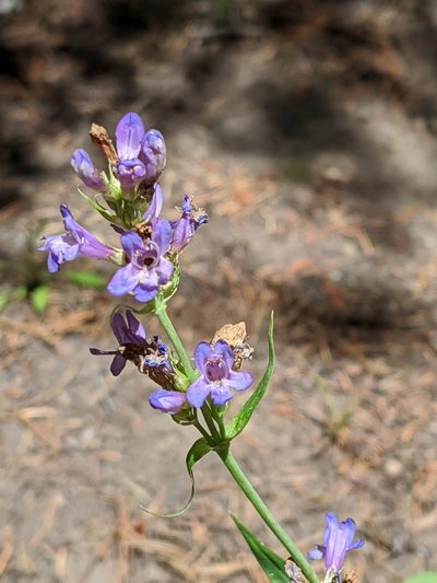 Penstemon euglaucus, photographed by David Anderson