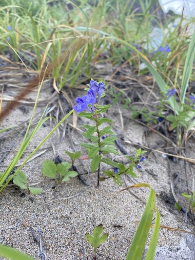 Scutellaria strigillosa, photographed by Nadezhda Bortnikova