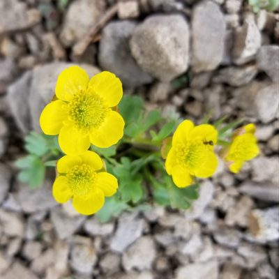 Ranunculus eschscholtzii, photographed by Jonathan Curley