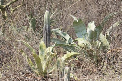 Agave marmorata, photographed by Juan Carlos Pérez Magaña