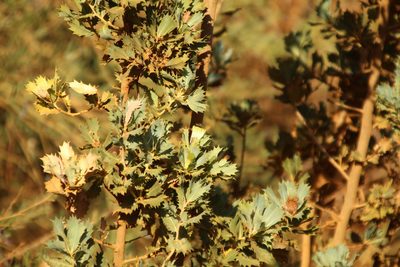 Banksia sessilis, photographed by Em Lamond