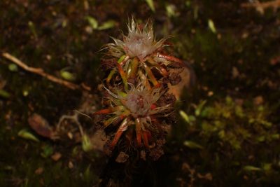 Drosera verrucata, photographed by Em Lamond