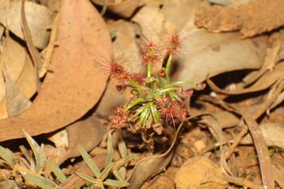 Drosera scorpioides, photographed by Em Lamond
