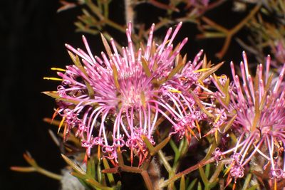 Isopogon formosus, photographed by Em Lamond