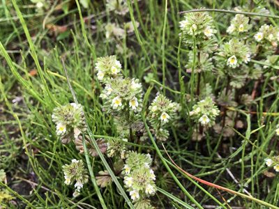 Euphrasia subarctica, photographed by Jason Grant