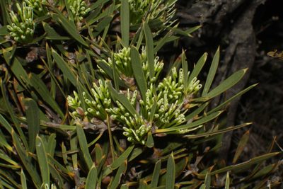 Hakea corymbosa, photographed by Em Lamond
