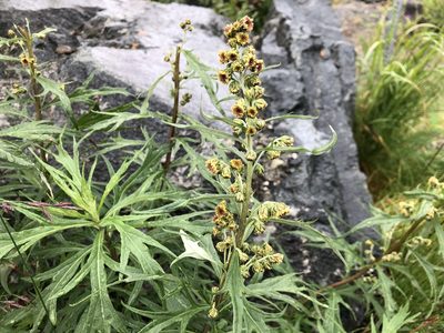 Artemisia tilesii, photographed by Jason Grant