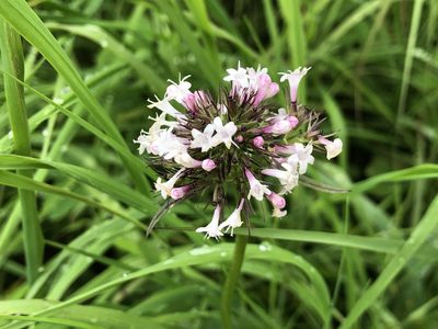 Valeriana capitata, photographed by Jason Grant